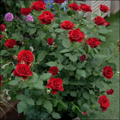 Quel fruit produit le rosier ?