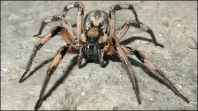 Comment sappelle laraignée de Hagrid ?