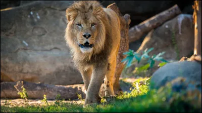 Quel animal préfères-tu parmi ceux-ci ?