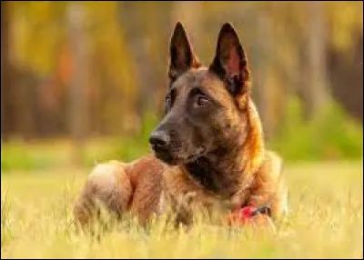 D'après la photo, quel est le nom de la race de ce chien ?