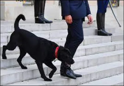 Quel est le nom du chien du président Emmanuel Macron ?