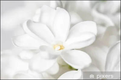 Quel auteur a écrit le roman "Croc-Blanc" ?