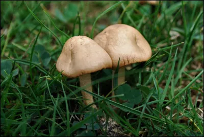 La phrase ''J'ai cueilli des champignons.'' ne comporte aucune faute.