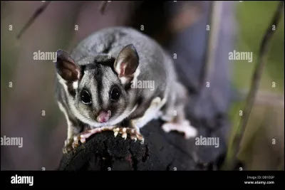 Voici un animal incroyable, c'est...