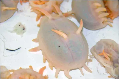 Il ne faut pas se fier aux apparence !