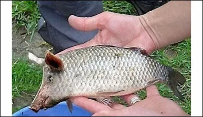 Pour finir, quel est celui-ci ?