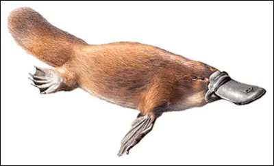 Lettre O. Quelle est la particularité de l'ornithorynque ?