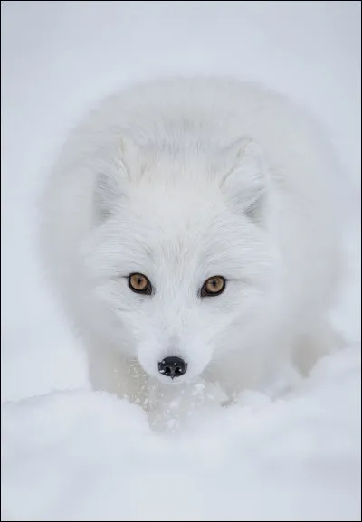 Lettre R. De quelle couleur est le pelage du renard polaire en été ?