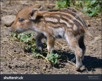 Lettre S. Comment s'appellent les petits du sanglier ?