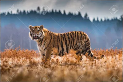 Lettre T. Passons au tigre, mon préféré ! Quel est l'autre nom du tigre de Sibérie ?