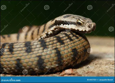 Lettre V. A quoi reconnait-on la vipère ?