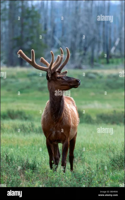 Lettre W. Quel est cet animal ?