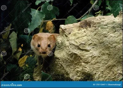 Lettre B. Quelle est la durée de gestation de la belette ?