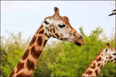 Lettre G. De quelle couleur est la langue des girafes ?