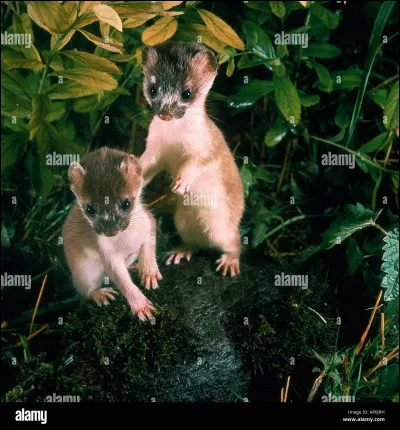 Lettre H. Quelle est la particularité de l'hermine ?