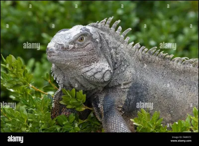 Lettre I. Quel est cet animal ?