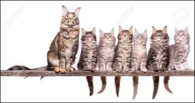 Combien a-t-il de petits ?