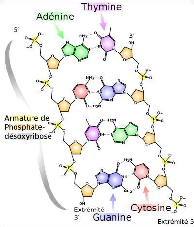 Quel mot représente le "A" dans l'abréviation "ADN" ?