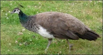 Est-ce un mâle ou une femelle ?