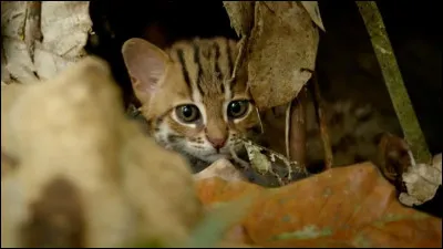 Comment s'appellent ses 2 premiers chatons ?