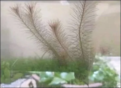 Que vois-tu sur cette image ?