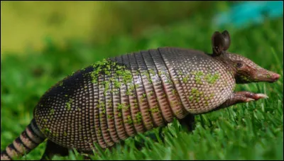 Quel est cet animal ?