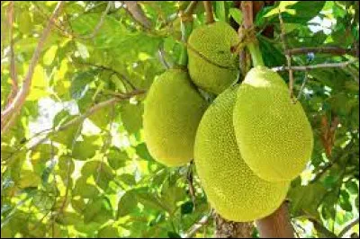 Quel est le nom de ce fruit aussi surnommé "fruit du pauvre" ?