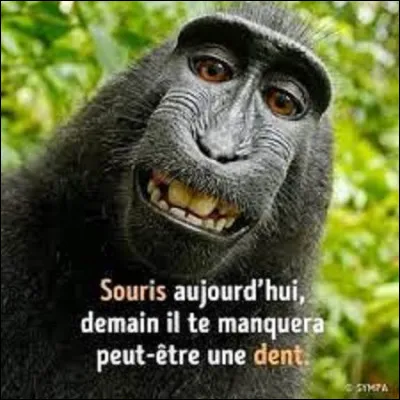 Comment dit-on "dent" en allemand ?