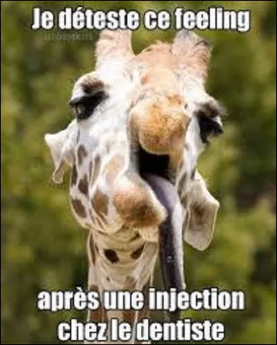 Quel animal, pouvant en avoir entre 80 et 100, a le plus de dents au monde ?