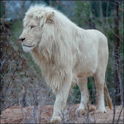 Combien y a-t-il de lions blancs en captivité dans le monde ?
