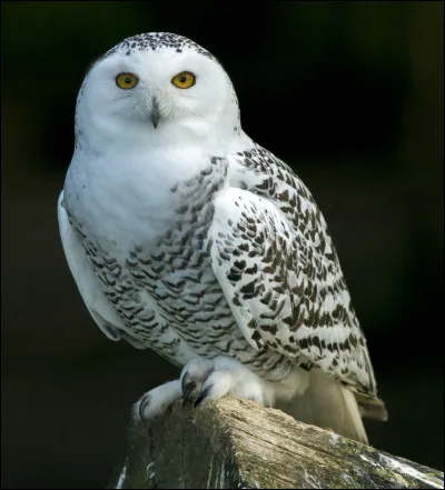 Quel est le nom de cet animal ?