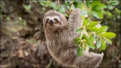 Quel est le nom de cet animal ?