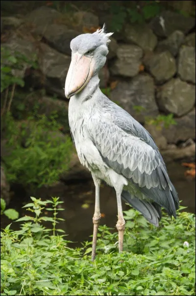 Quel est le nom de cet animal ?