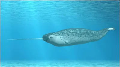 Quel est le nom de cet animal ?