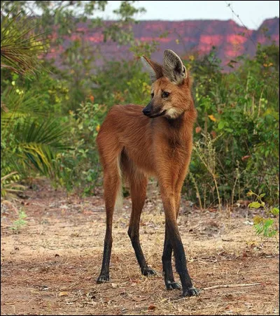 Quel est le nom de cet animal ?