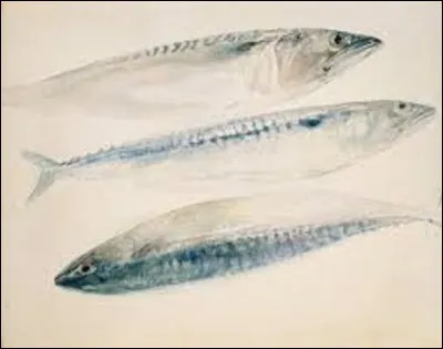 En 1830, quel romantique a peint cette aquarelle intitulée ''Croquis de trois maquereaux'' ?
