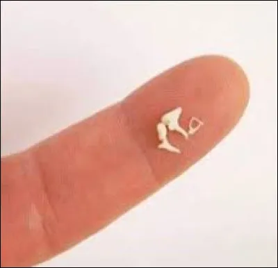 Sciences et nature : Où se trouve le plus petit os humain ?