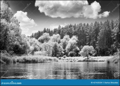Vrai ou faux : les chiens voient en noir et blanc.