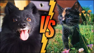 Vrai ou faux : en France, il y a plus de chiens que de chats en animaux de compagnie.