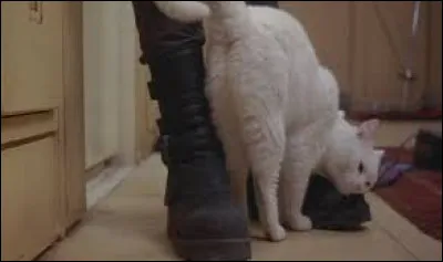 Complétez la réplique entre Korben et son chat : 

Korben : Oh j'ai oublié...