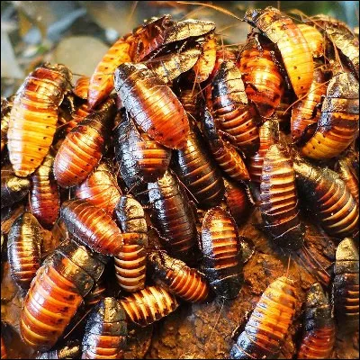 Lequel de ces animaux est un insectivore fouisseur ?