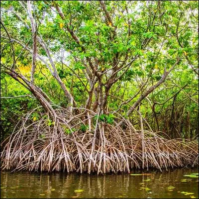 Quel terme générique désigne les arbres et arbustes qui forment une mangrove ?