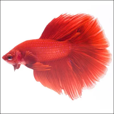 Quel est le nom de cet animal ?