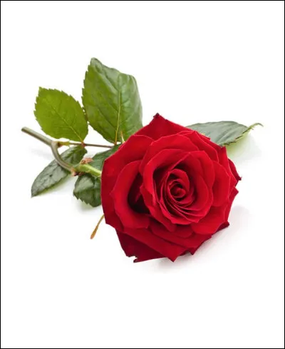 Est-ce que la fleur représentée sur la photo est de couleur rouge ?