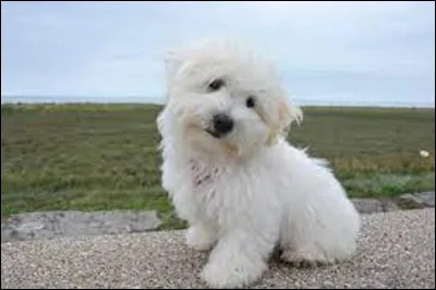 Quel est le nom de ce chien ?