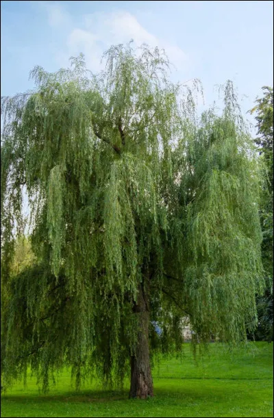 Le longicorne qui se développe dans les souches ou les parties mortes des pins est un...