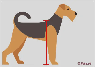 De quelle taille voulez-vous votre chien ?