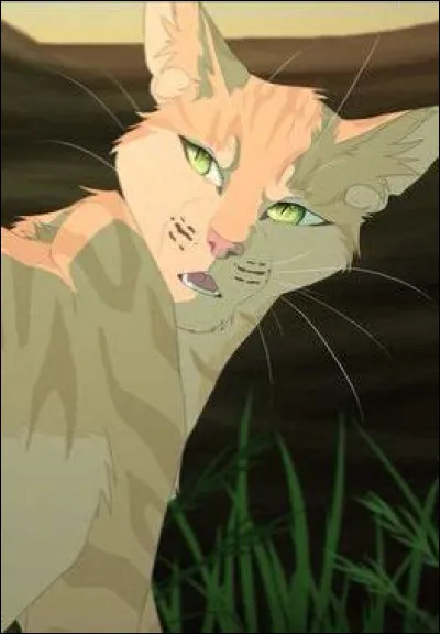 J'ai chang&eacute; de clan plusieurs fois, mon compagnon veut avoir des chatons mais je n'en ai pas envie. Je suis...