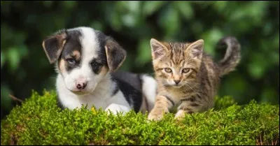 Que signifie "un c'harzh" en breton ?