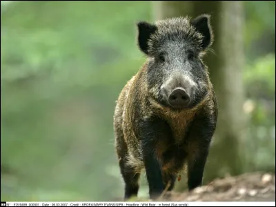 Quel est le nom scientifique du sanglier ?